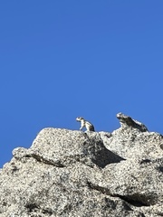 Ammospermophilus leucurus