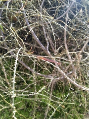 Xanthocnemis zealandica