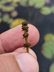 Myriophyllum sibiricum