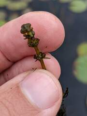 Myriophyllum sibiricum