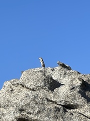 Ammospermophilus leucurus