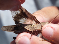 Spharagemon crepitans