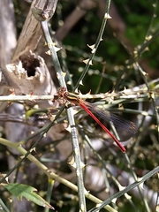 Xanthocnemis zealandica