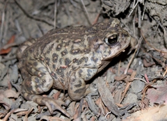 Anaxyrus boreas halophilus