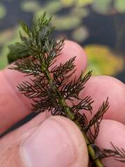 Myriophyllum sibiricum