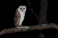 Tyto alba delicatula