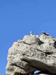 Ammospermophilus leucurus