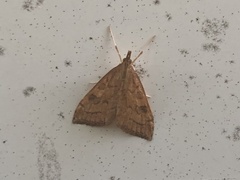 Udea profundalis