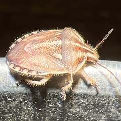 Trichopepla