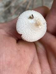 Leucocoprinus cepistipes
