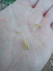 Elymus virginicus