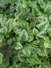 Lamium galeobdolon argentatum