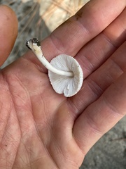 Leucocoprinus cepistipes