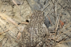 Anaxyrus boreas halophilus