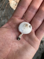 Leucocoprinus cepistipes
