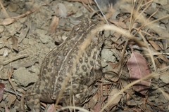 Anaxyrus boreas halophilus
