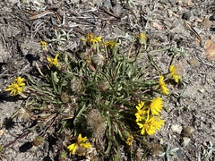 Pyrrocoma apargioides