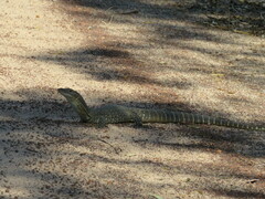 Varanus gouldii