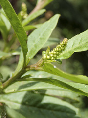 Phytolacca octandra
