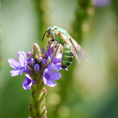 Agapostemon splendens