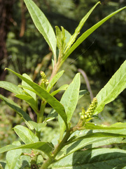 Phytolacca octandra