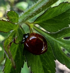 Cycloneda sanguinea