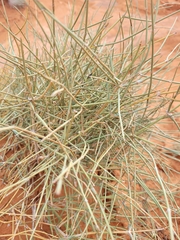 Ephedra
