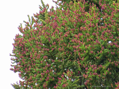 Picea rubens