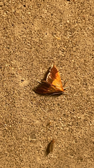 Pyrausta bicoloralis
