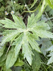 Geranium viscosissimum