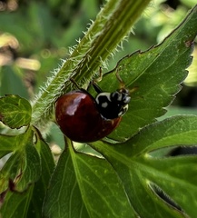 Cycloneda sanguinea