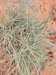 Ephedra