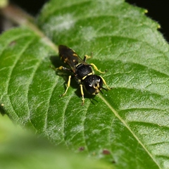 Ectemnius