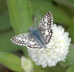 Burnsius communis