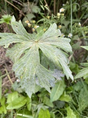 Geranium viscosissimum