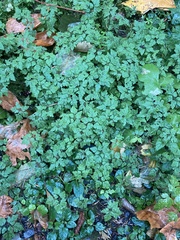 Geranium robertianum