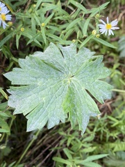 Geranium viscosissimum