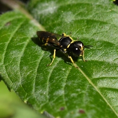 Ectemnius
