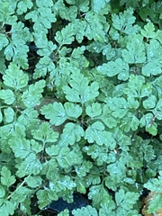 Geranium robertianum