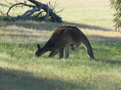 Macropus fuliginosus