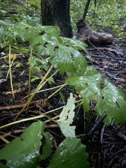 Sanguinaria canadensis