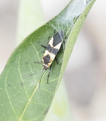 Oncopeltus cingulifer