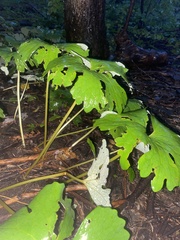 Sanguinaria canadensis