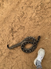 Crotalus adamanteus