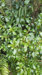 Coprosma