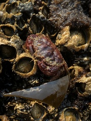 Glebocarcinus oregonensis