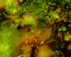 Parablennius tasmanianus