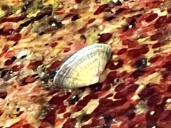 Siphonaria naufragum