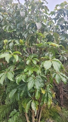 Schefflera digitata