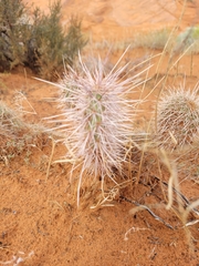 Opuntia polyacantha erinacea